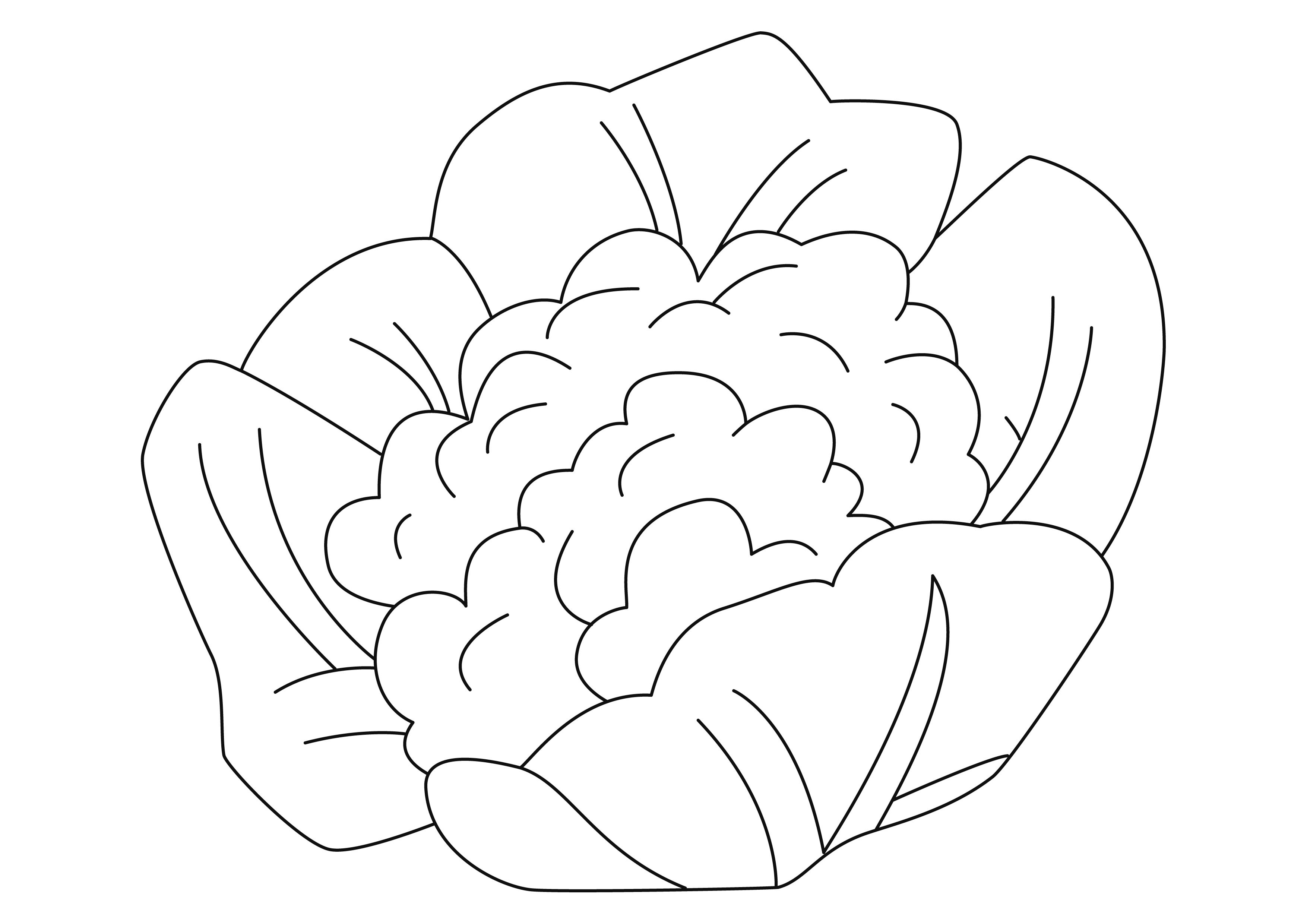 Coloriage - Coloriages fleurs, fruits et légumes : Chou-fleur 01 - 10 Doigts