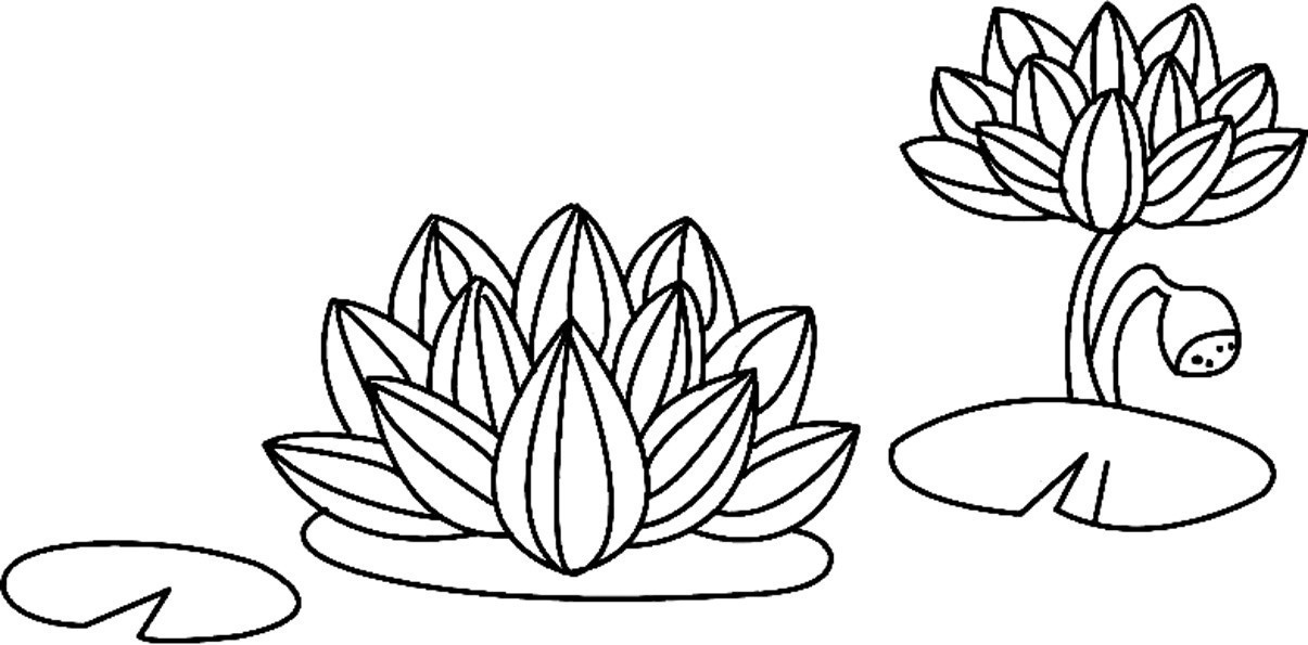 Coloriage Fleurs de Lotus