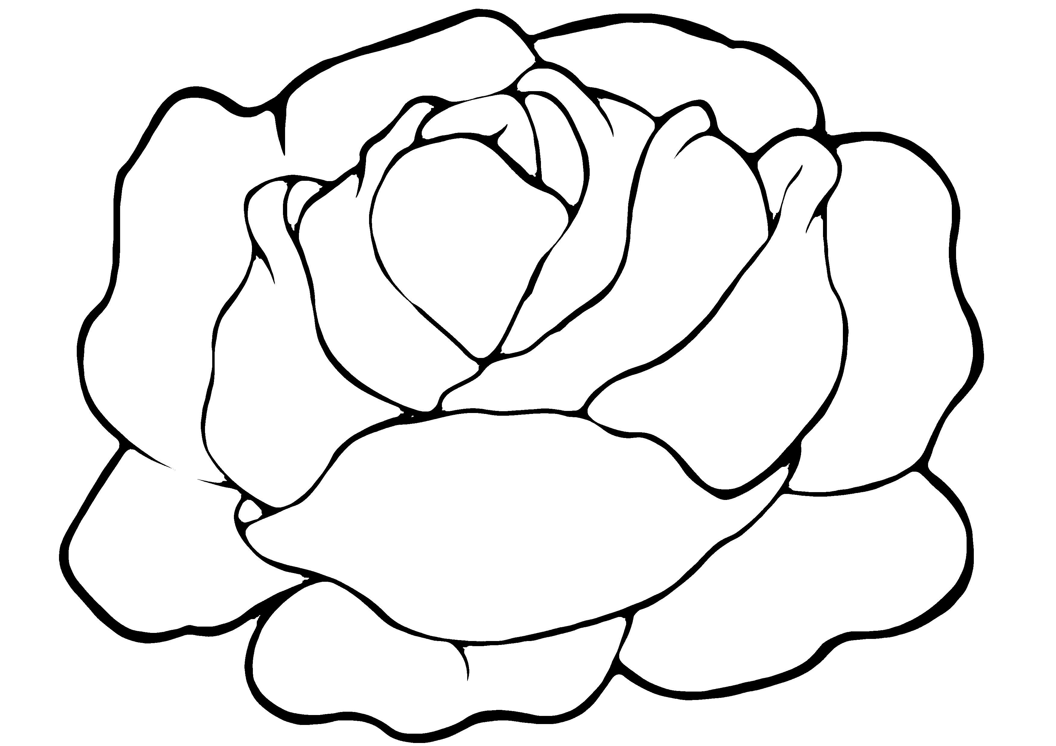 Coloriage - Coloriages fleurs, fruits et légumes : Salade 01 - 10 Doigts